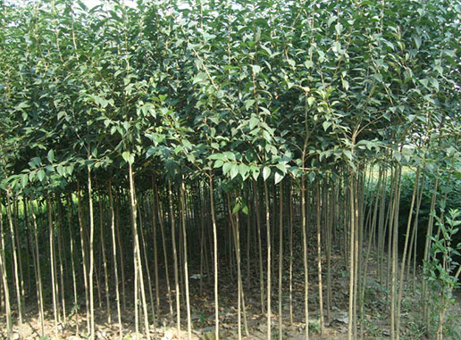 大葉女貞樹(shù)什么時(shí)候種植成活率更高？